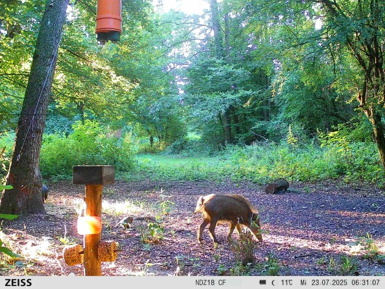 Photos