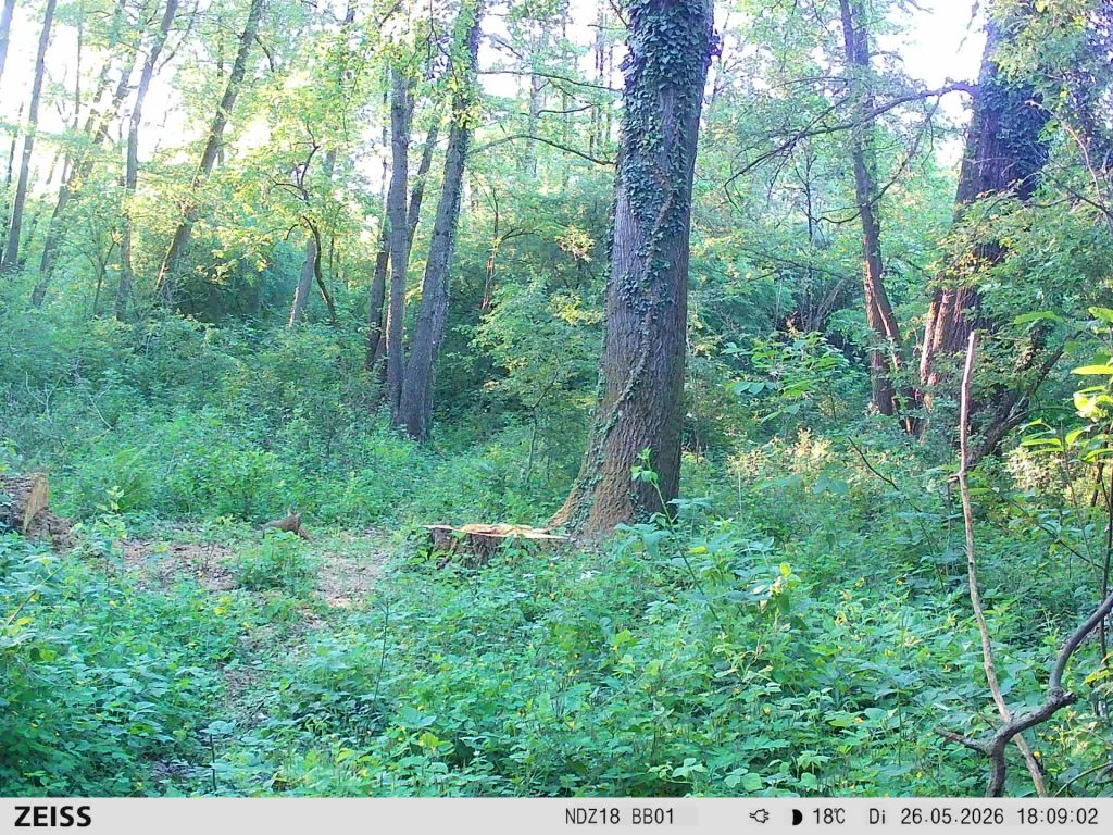 Photos